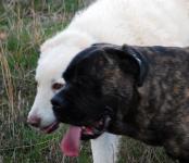 rustic cane corso